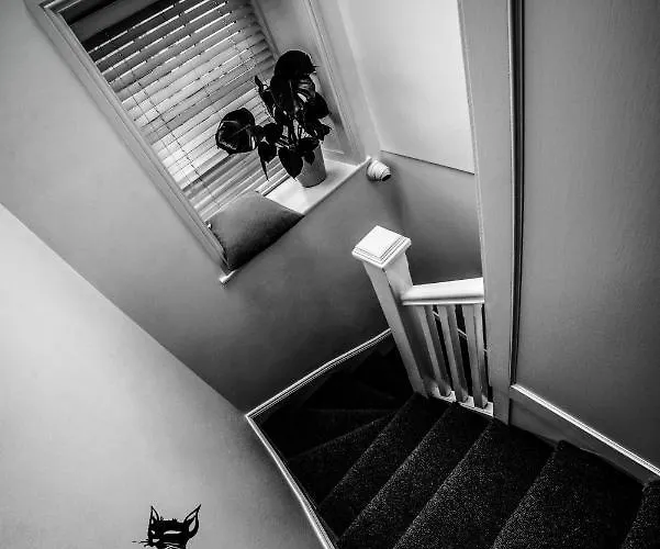 Black Cat גלוואיי