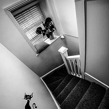 بيت ريفي Black Cat